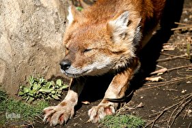 حیوانات در حال انقراض