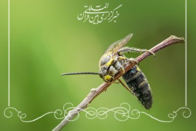 طرح | انحراف از صراط مستقیم معرفت