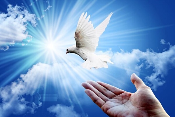 آزادی زندانیان جرایم غیرعمد