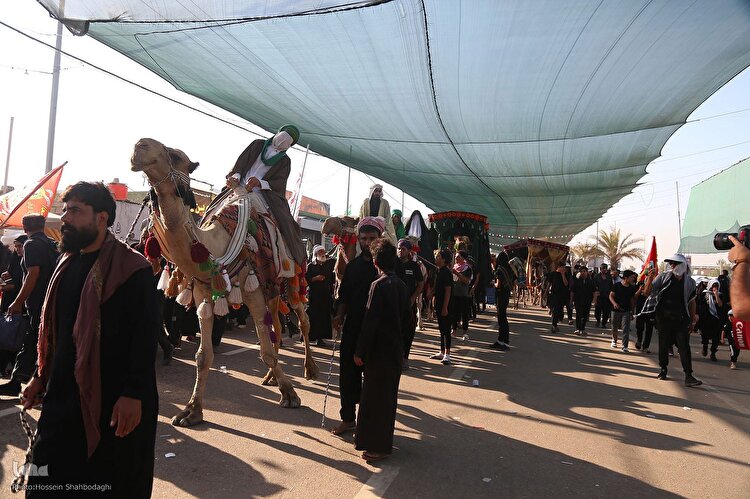 عاشقان حسینی در طریق نجف به کربلا