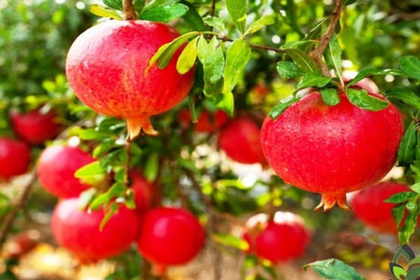 اجرای نذر هشت درخت در باغات انار ساوه