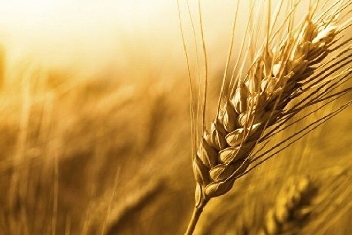 رشد ۳۰۰ درصدی پرداخت زکات در تاکستان