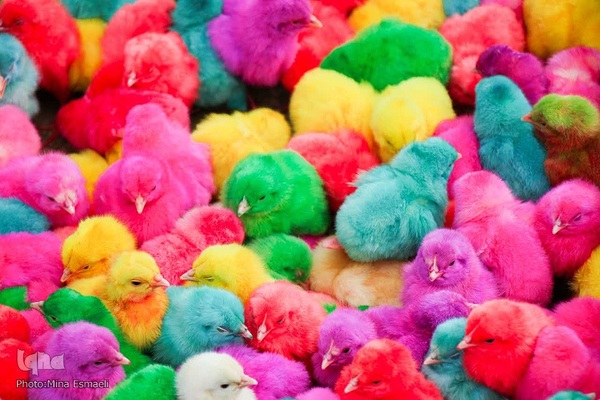 حال و هوای نوروز در سرزمین آفتاب‎‎