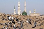 इस्लामी जगत में बक़ीय के विनाश की लगातार पुनरावृत्ति
