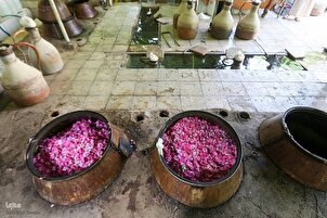 नियासर में गुलाब चुनने की प्राचीन रस्म