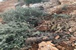 Coloni israeliani distruggono ulivi, mandorli e vigneti nella Cisgiordania occupata