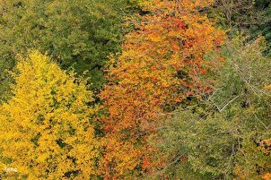 Табиати тирамоҳии ҷангалҳои Долехонӣ